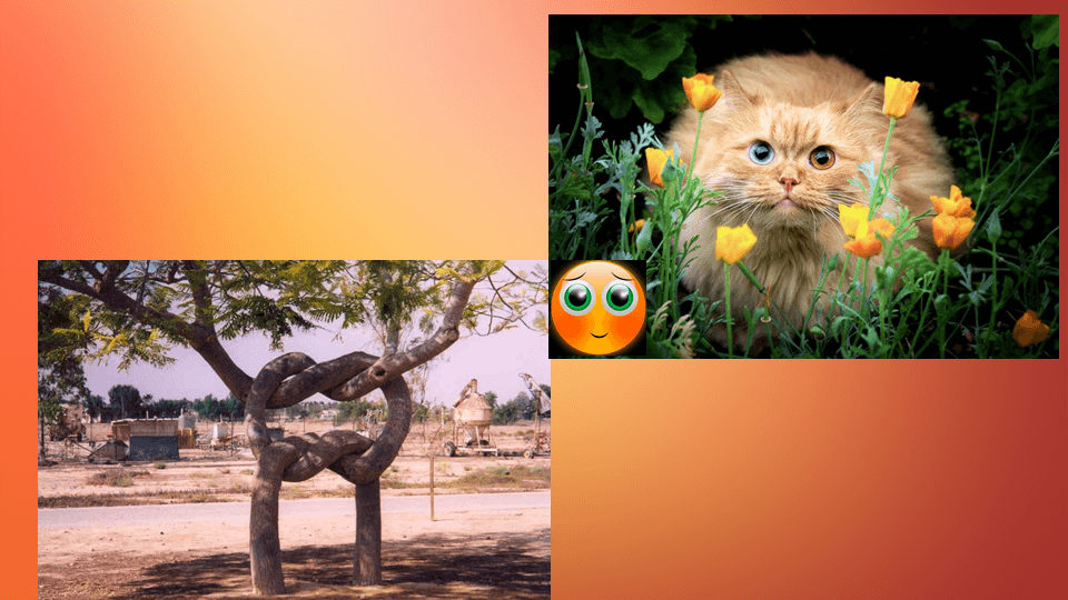 Региональная педагогическая мастерская “Технологии организации инклюзивного образовательного процесса”