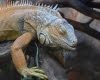 Экскурсия в Тульский областной экзотариум