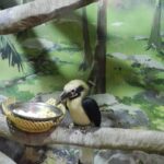 Загадочный мир зверей