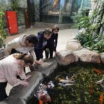 Загадочный мир зверей