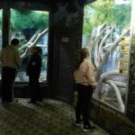 Загадочный мир зверей