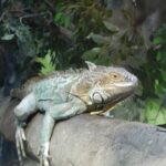 Загадочный мир зверей