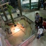 Загадочный мир зверей