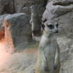 Загадочный мир зверей