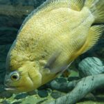 Загадочный мир зверей