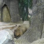 Загадочный мир зверей