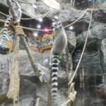 Загадочный мир зверей