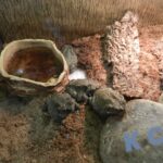 Загадочный мир зверей