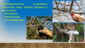 Павловец Ираида Александрова