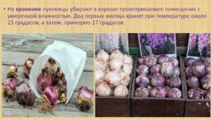 Павловец Ираида Александрова