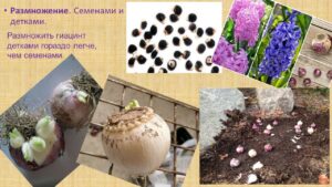 Павловец Ираида Александрова