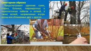 Павловец Ираида Александрова