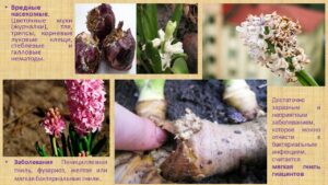 Павловец Ираида Александрова