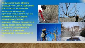 Павловец Ираида Александрова