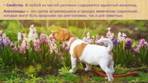 Павловец Ираида Александрова