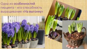 Павловец Ираида Александрова