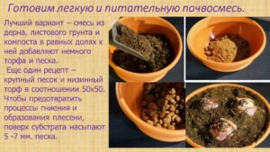 Павловец Ираида Александрова