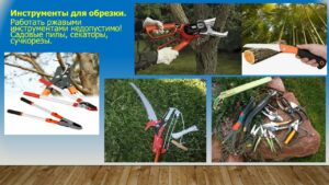 Павловец Ираида Александрова