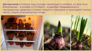 Павловец Ираида Александрова