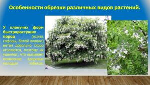 Павловец Ираида Александрова