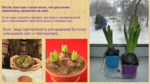 Павловец Ираида Александрова