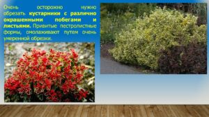 Павловец Ираида Александрова