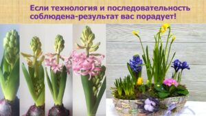 Павловец Ираида Александрова