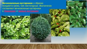 Павловец Ираида Александрова