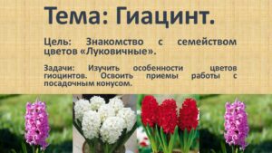 Павловец Ираида Александрова