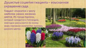 Павловец Ираида Александрова