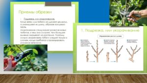 Павловец Ираида Александрова