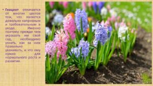 Павловец Ираида Александрова