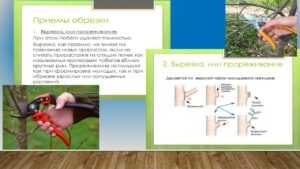 Павловец Ираида Александрова