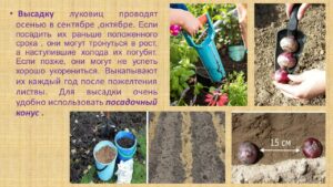 Павловец Ираида Александрова