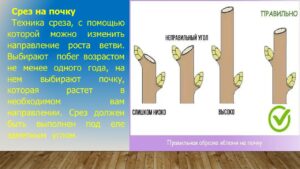 Павловец Ираида Александрова