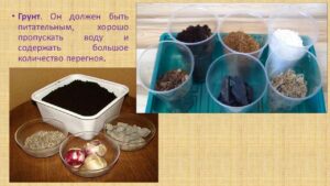 Павловец Ираида Александрова