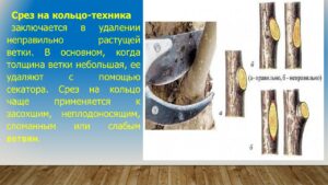 Павловец Ираида Александрова