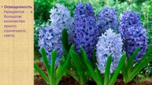 Павловец Ираида Александрова