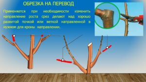 Павловец Ираида Александрова