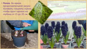 Павловец Ираида Александрова