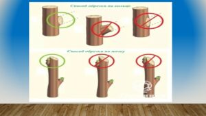 Павловец Ираида Александрова