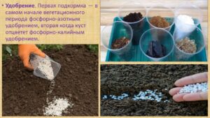 Павловец Ираида Александрова