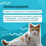 Время самокатов: ездим по правилам Время самокатов: ездим по правилам