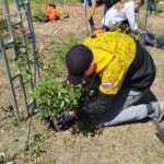 Юные натуралисты в сохранении биологического разнообразия: цветы Победы!