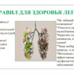 Неделя с 21 по 27 сентября 2026 года объявлена Минздравом России неделей сохранения здоровья легких